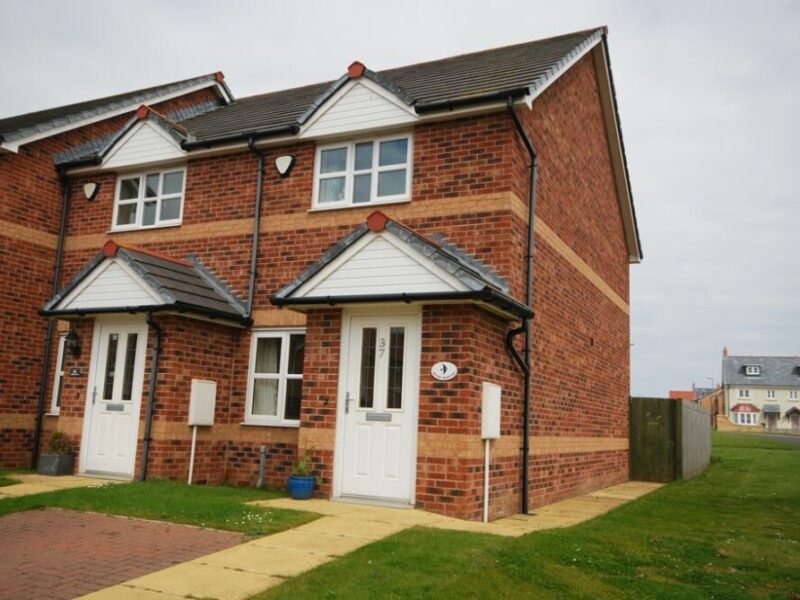House Martins (Beadnell)